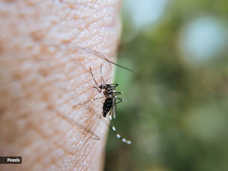 Mosquito (1)