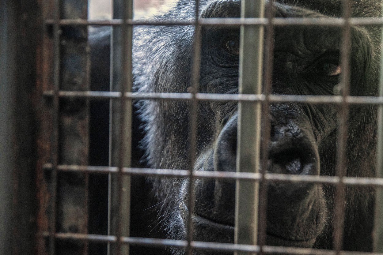 Los animales en el zoológico de Ucrania sufren de hambre y frío