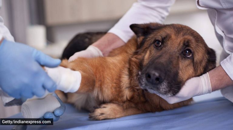 ¿Qué hacer si tu mascota tiene una convulsión?