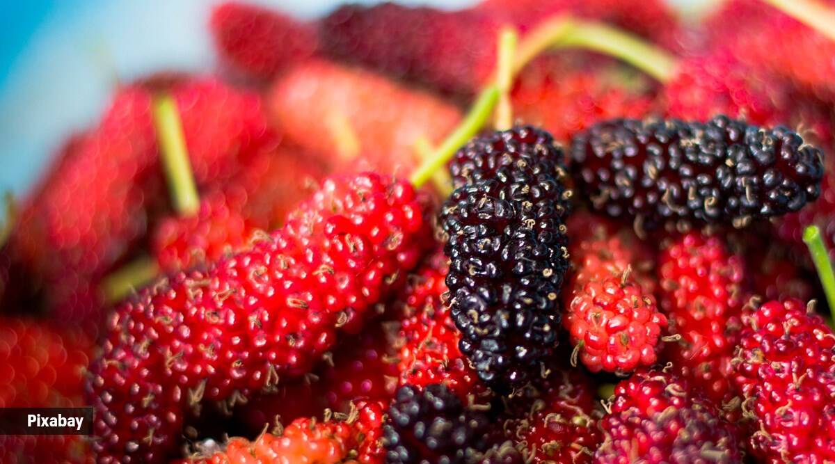 Salud de verano: las tres razones principales por las que deberías consumir moras esta temporada Salud de verano: las tres razones principales por las que deberías consumir moras esta temporada