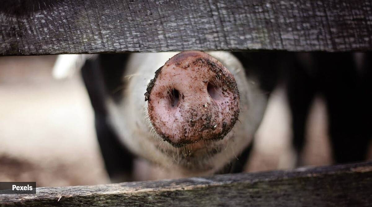 Peste porcina africana en Assam: Todo lo que hay que saber sobre esta enfermedad no zoonótica