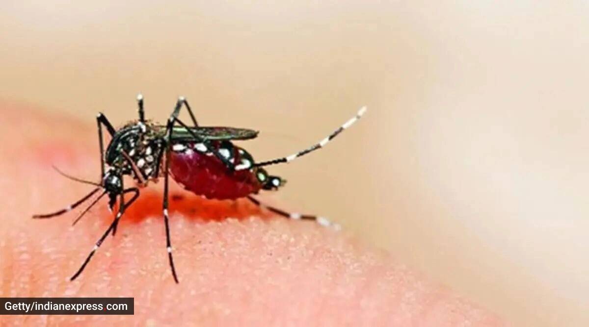 ¿Cómo diferenciar la erupción de una picadura de mosquito de otras erupciones cutáneas? ¿Cómo diferenciar la erupción de una picadura de mosquito de otras erupciones cutáneas?