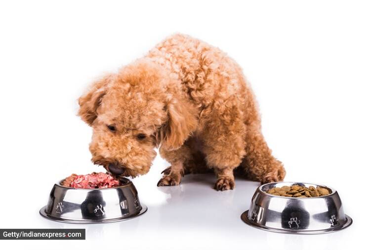 mascotas, cuidado de las mascotas, mascotas y ejercicio, alimentación sana para los perros, dieta sana y nutrientes para los perros, ejercicio para los perros, cómo aumentar la energía de las mascotas, noticias de indian express