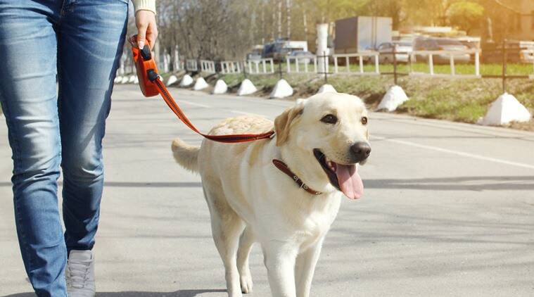 enfermedades del corazón, problemas del corazón, perro, beneficios de tener perro, tener una mascota, indian express, noticias indian express