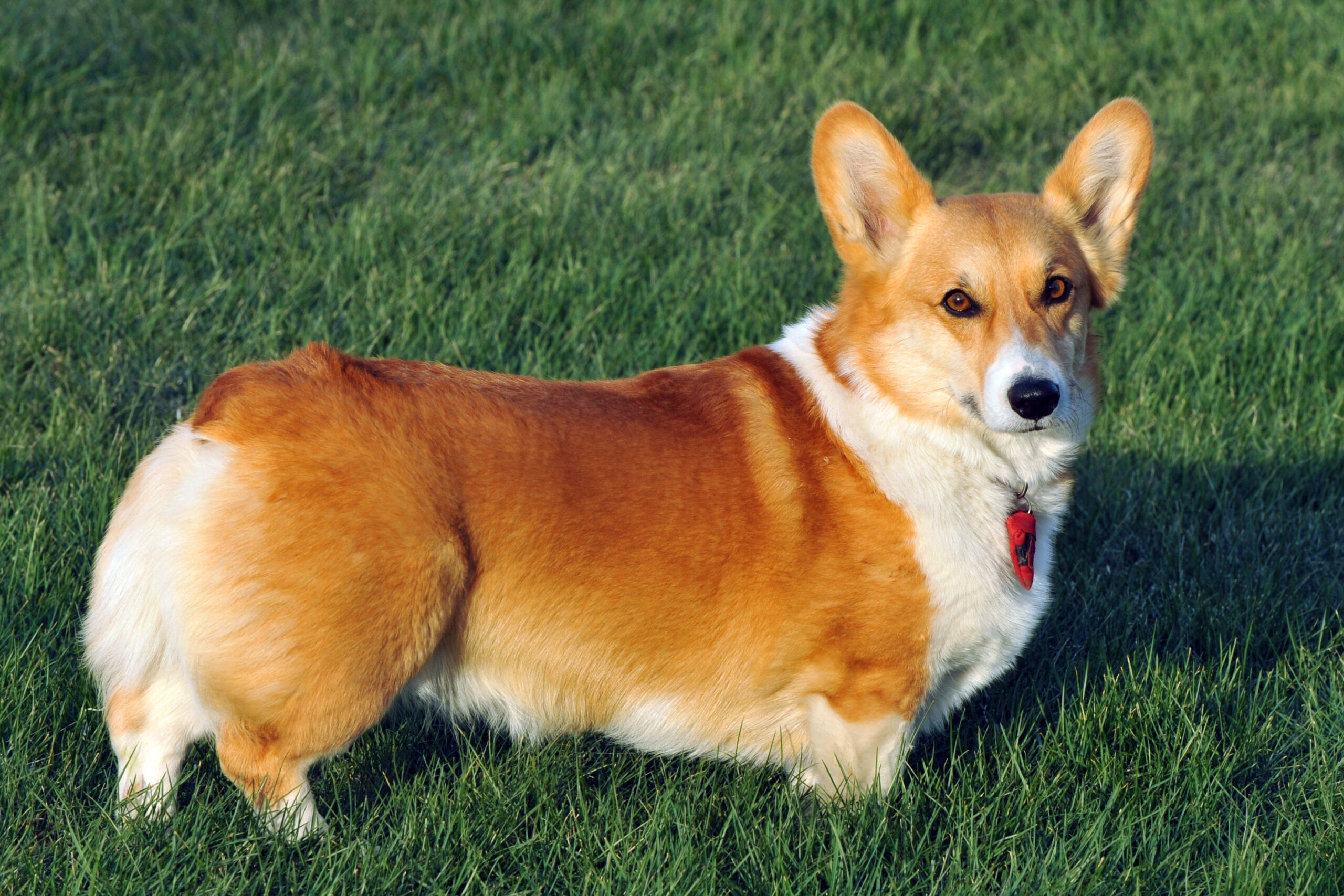 Por cuánto se vende ahora un corgi, la raza de perro favorita de la reina Isabel II