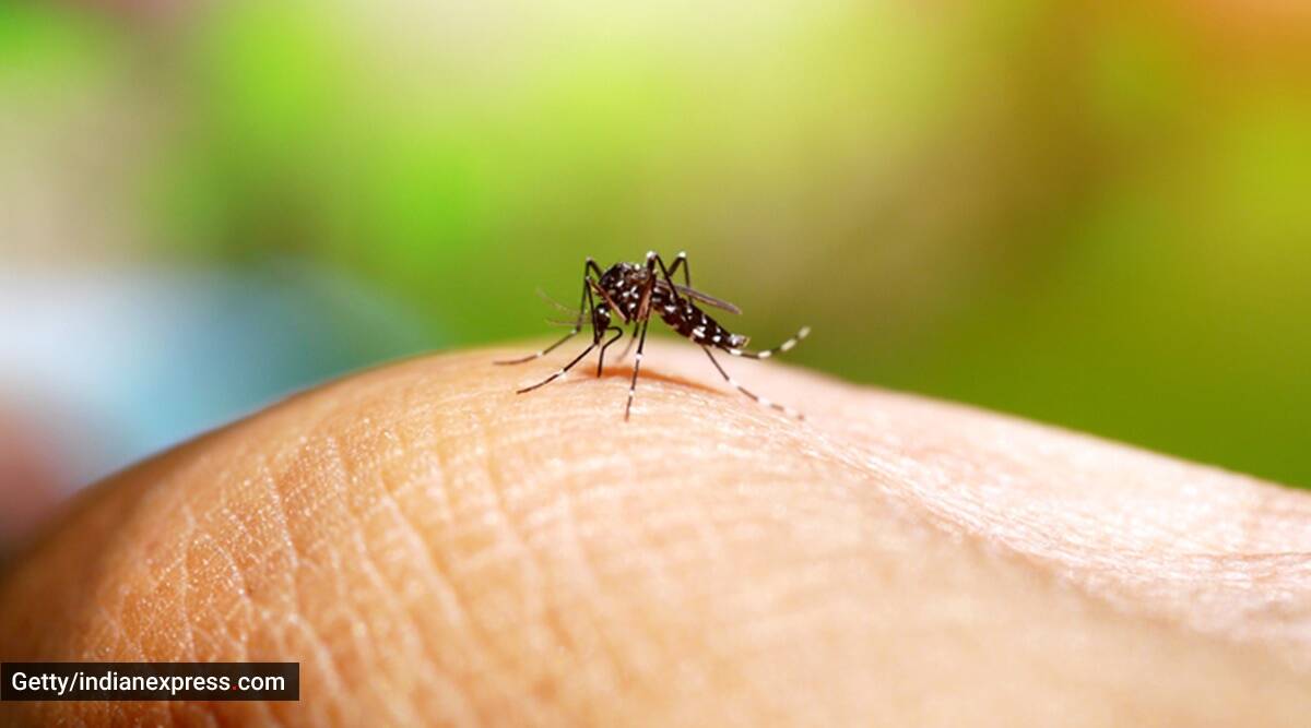 Señales de advertencia de que la infección por dengue puede estar empeorando Señales de advertencia de que la infección por dengue puede estar empeorando