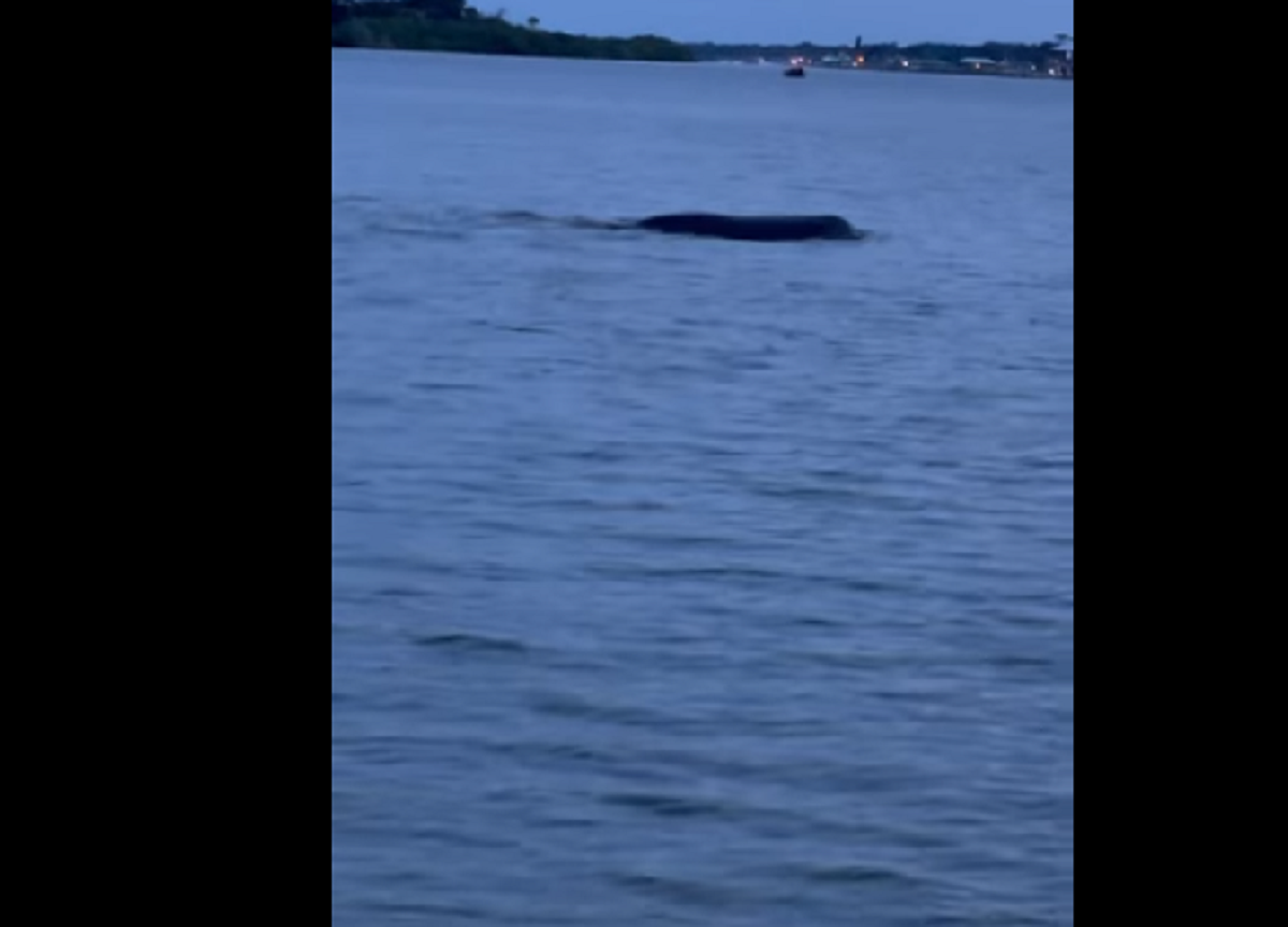 VIDEO | Misteriosa criatura vista en un lago de Florida. La vida medía más de 3 metros y «gruñía»