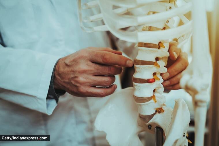Día Mundial de la Osteoporosis, Día Mundial de la Osteoporosis 2022, salud ósea, huesos sanos, huesos, edad, perder altura con la edad, huesos débiles, indian express news