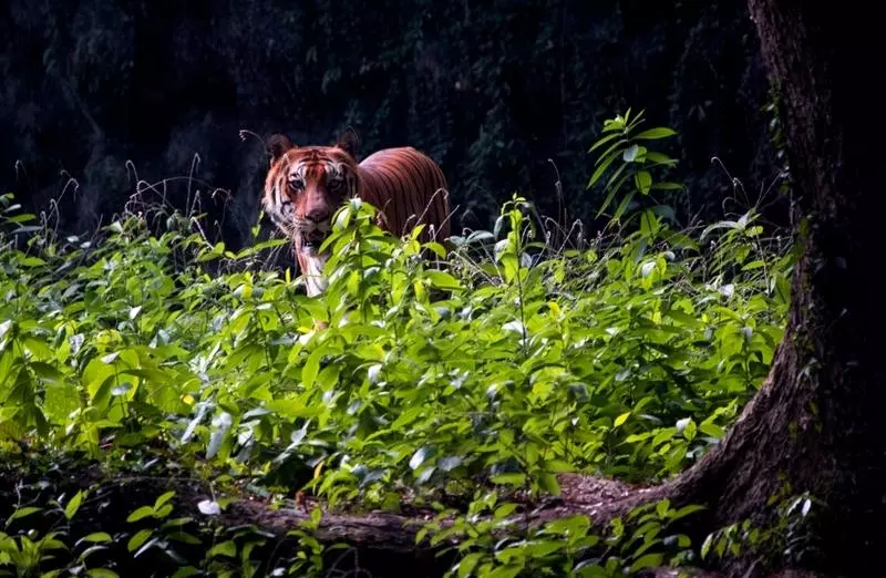 El tigre que mató al menos a 9 personas, entre ellas una madre y un niño, ha sido abatido