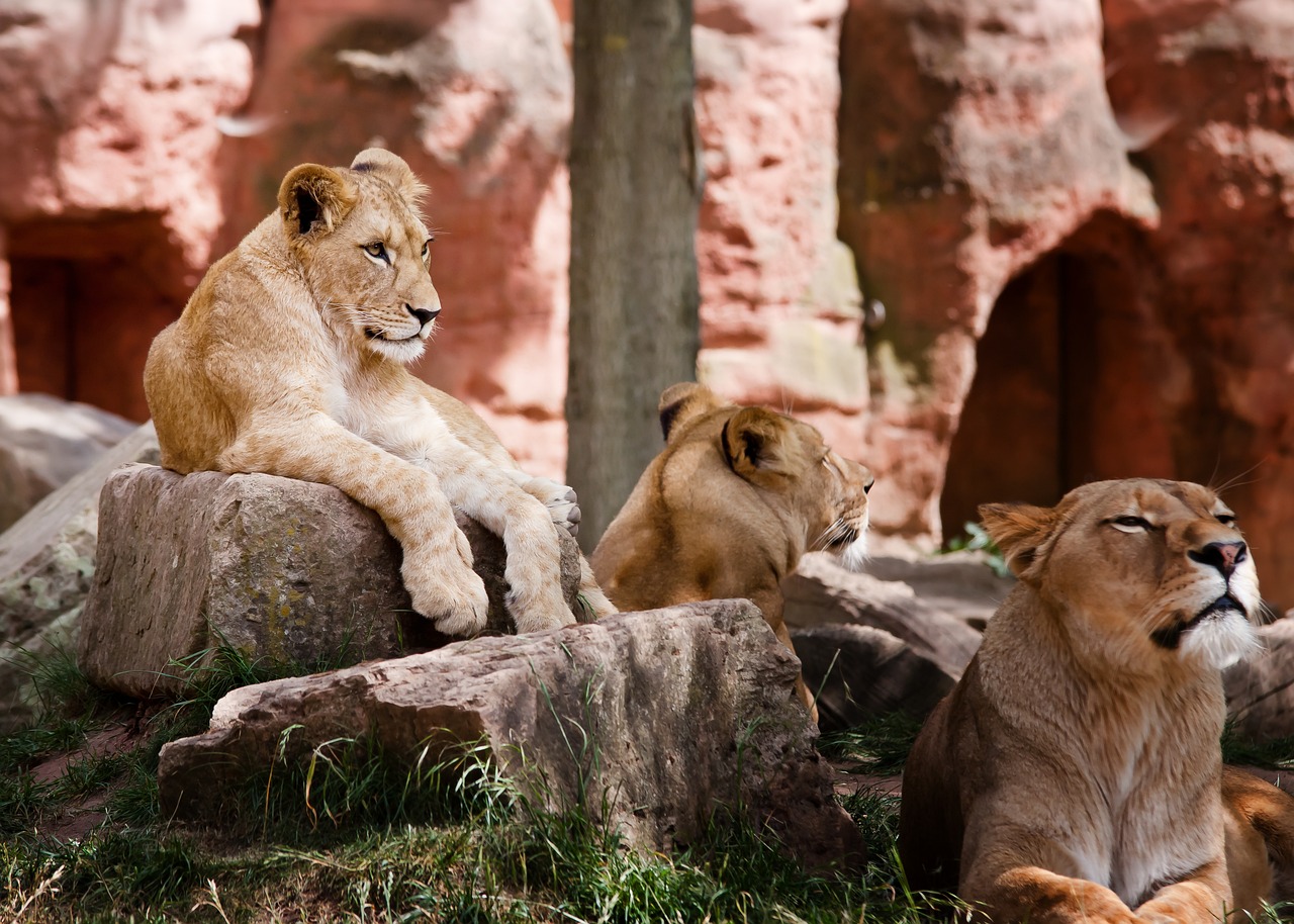 Se vivieron momentos de pánico en el zoo de Sydney después de que cinco leones se escaparan de su jaula. Los visitantes fueron llevados a zonas seguras