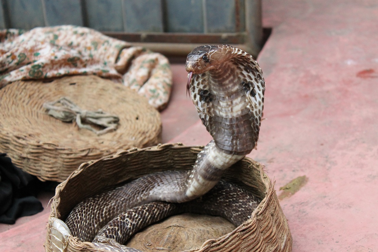 Una serpiente Cobra ha muerto tras ser mordida por un niño de 8 años en la India. El reptil se enredó en su brazo y le mordió, a su vez