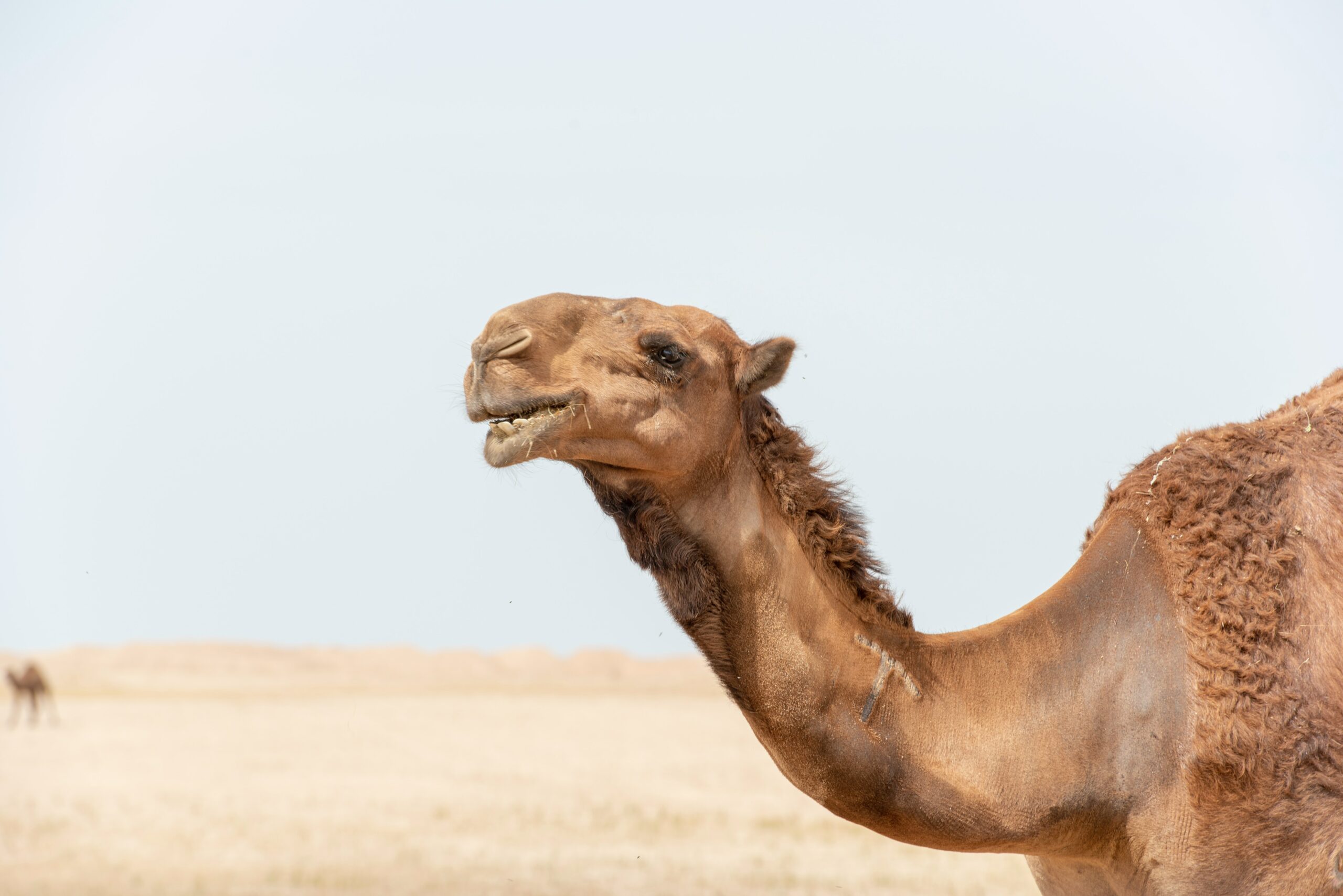 La gripe del camello (MERS), una enfermedad más mortal que el Covid 19, podría propagarse por el mundo a causa de la Copa del Mundo