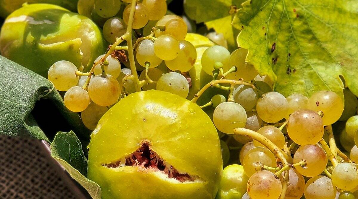 ¿Es una dieta mediterránea verde, sin pescado ni pollo, la mejor forma de quemar grasa abdominal? ¿Es una dieta mediterránea verde, sin pescado ni pollo, la mejor forma de quemar grasa abdominal?