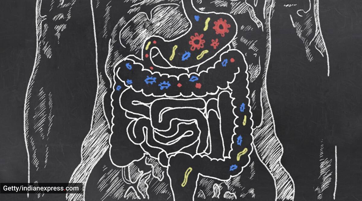 salud, intestino sano, vida sana, Covid-19 e intestino sano, microorganismos en el intestino, microbioma intestinal, salud y bienestar, COVID e intestino, microbioma intestinal sano, infección, noticias indian express