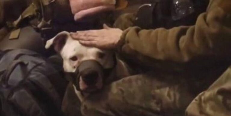 Los ucranianos han liberado a «Adik», el perro de los héroes de Azovstal regalado por los rusos a Ramzan Kadyrov