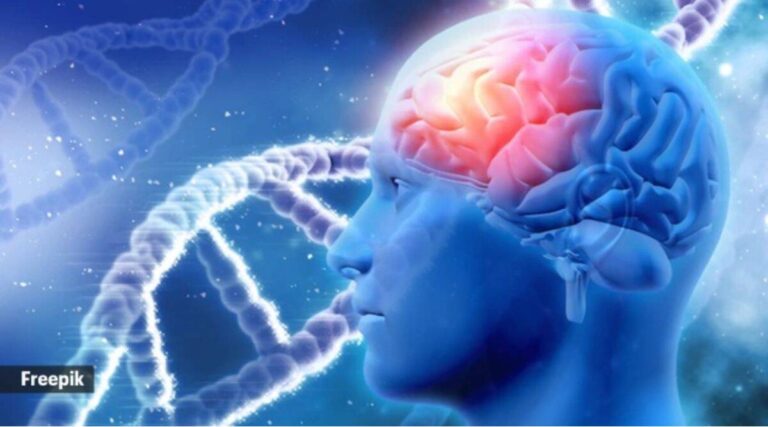 El cerebelo del cerebro humano se ve más afectado que otras regiones por Covid, según un estudio